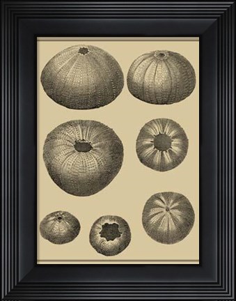 Framed Shells On Khaki I Print