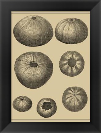 Framed Shells On Khaki I Print