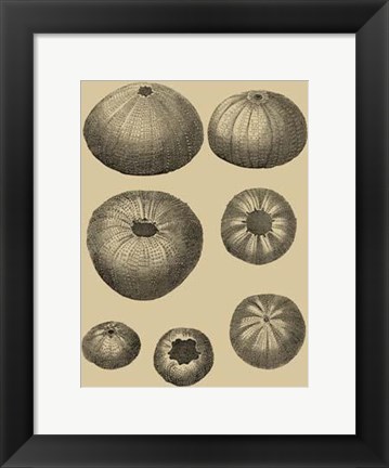 Framed Shells On Khaki I Print