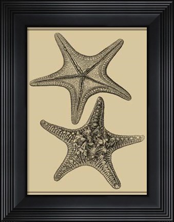 Framed Shells On Khaki II Print