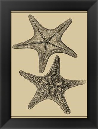 Framed Shells On Khaki II Print
