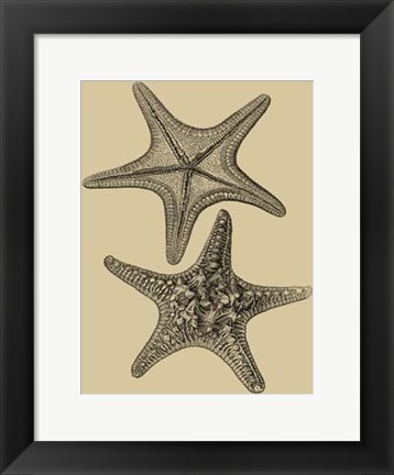 Framed Shells On Khaki II Print