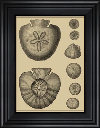 Framed Shells On Khaki III Print