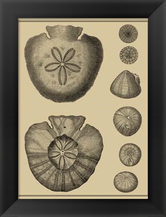 Framed Shells On Khaki III Print