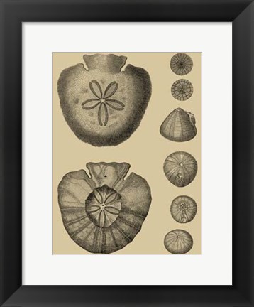 Framed Shells On Khaki III Print