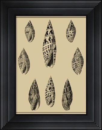 Framed Shells On Khaki IV Print