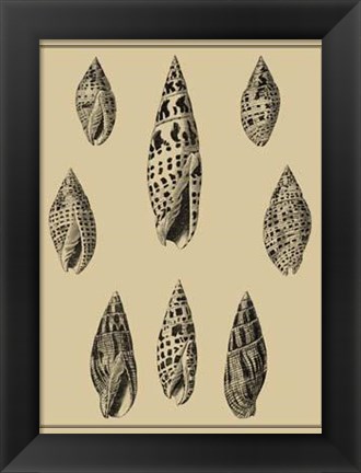 Framed Shells On Khaki IV Print