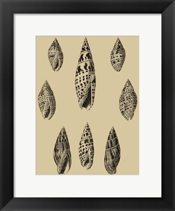 Framed Shells On Khaki IV Print