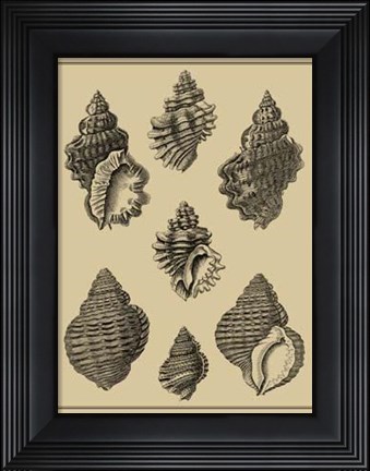 Framed Shells On Khaki V Print