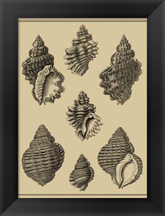 Framed Shells On Khaki V Print