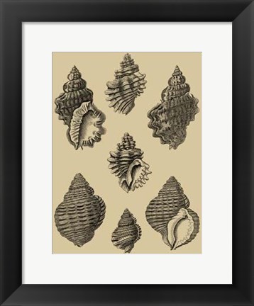 Framed Shells On Khaki V Print