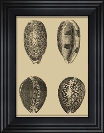 Framed Shells On Khaki VI Print