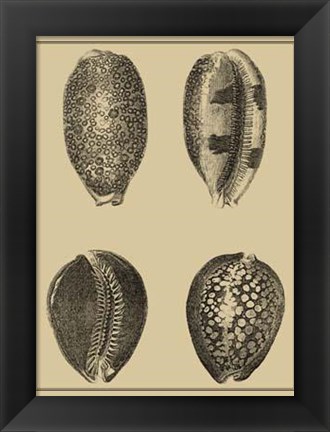 Framed Shells On Khaki VI Print