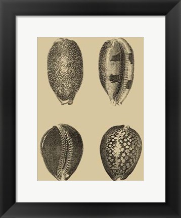 Framed Shells On Khaki VI Print