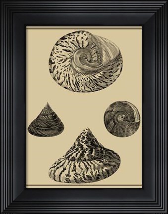 Framed Shells On Khaki VIII Print