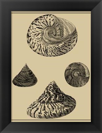 Framed Shells On Khaki VIII Print