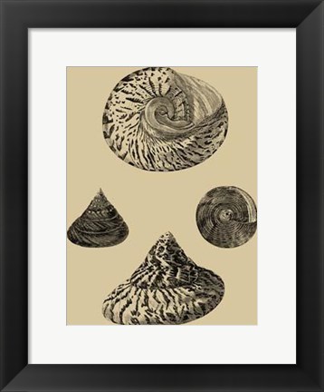 Framed Shells On Khaki VIII Print