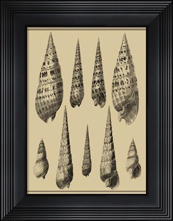 Framed Shells On Khaki IX Print
