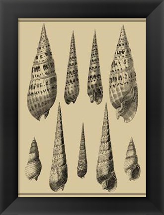 Framed Shells On Khaki IX Print