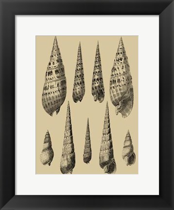 Framed Shells On Khaki IX Print