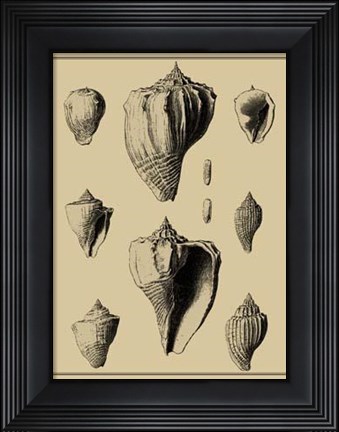 Framed Shells On Khaki X Print