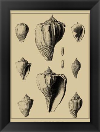 Framed Shells On Khaki X Print