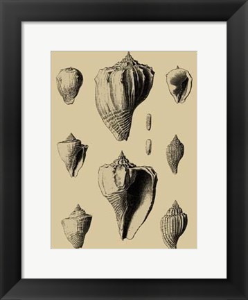 Framed Shells On Khaki X Print