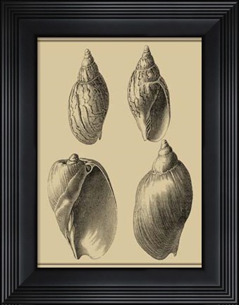 Framed Shells On Khaki XI Print
