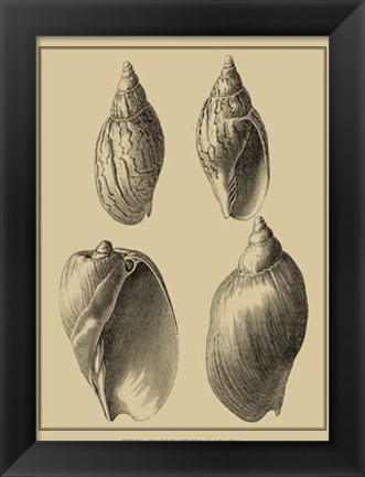 Framed Shells On Khaki XI Print