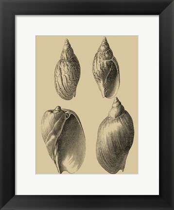 Framed Shells On Khaki XI Print