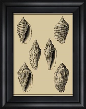 Framed Shells On Khaki XII Print