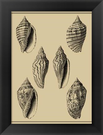 Framed Shells On Khaki XII Print