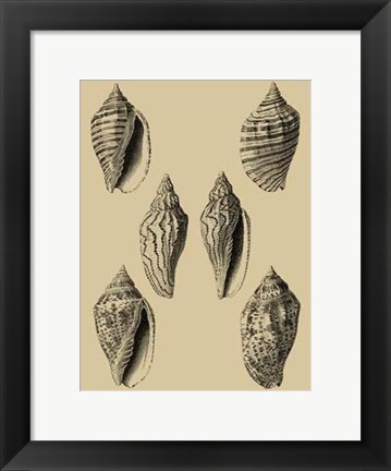 Framed Shells On Khaki XII Print