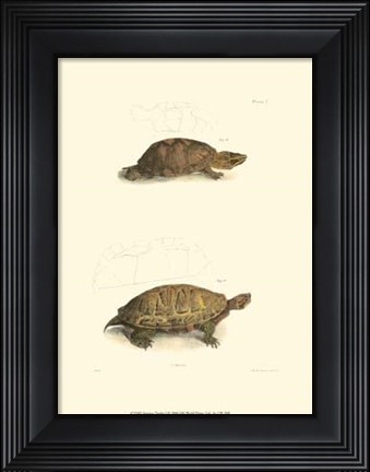 Framed Antique Turtles I Print