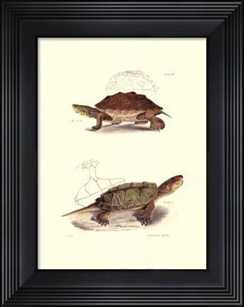 Framed Antique Turtles II Print