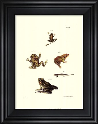 Framed Antique Frogs I Print