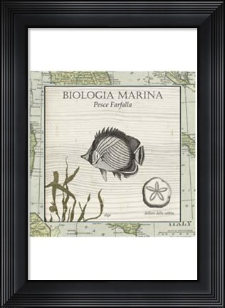 Framed Biologia Marina I Print