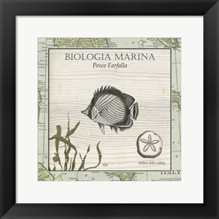 Framed Biologia Marina I Print