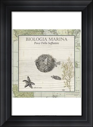 Framed Biologia Marina II Print