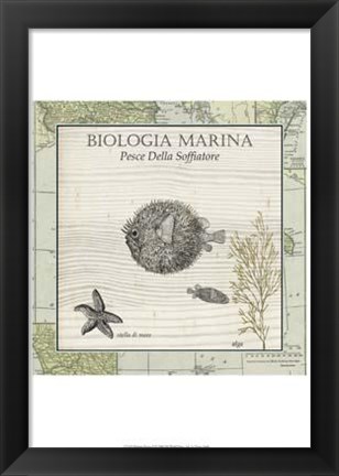 Framed Biologia Marina II Print