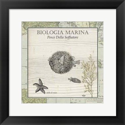 Framed Biologia Marina II Print