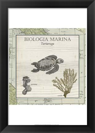 Framed Biologia Marina IV Print