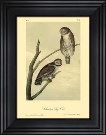 Framed Columbian Day-Owl Print