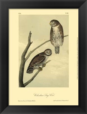 Framed Columbian Day-Owl Print