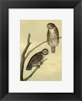 Framed Columbian Day-Owl Print