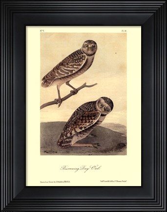 Framed Burrowing Day-Owl Print