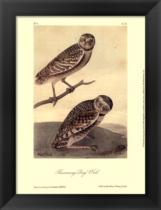 Framed Burrowing Day-Owl Print