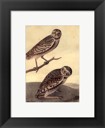 Framed Burrowing Day-Owl Print
