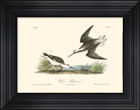 Framed Wilson&#39;s Phalaropel Print