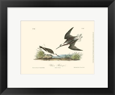 Framed Wilson&#39;s Phalaropel Print